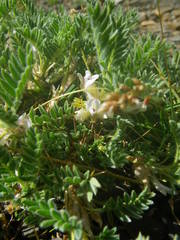 Astragalus sempervirens