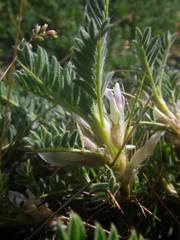Astragalus sempervirens