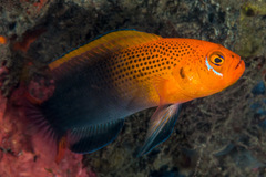 Fiery Dottyback photo 1