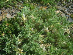 Astragalus sempervirens