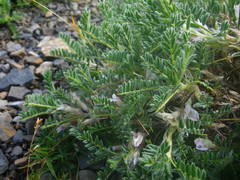Astragalus sempervirens