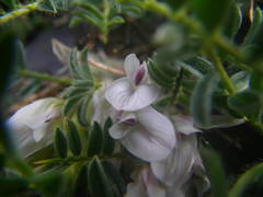 Astragalus sempervirens