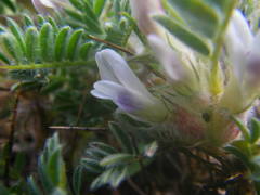 Astragalus sempervirens
