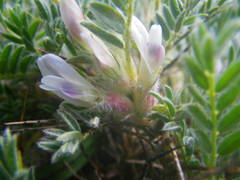 Astragalus sempervirens