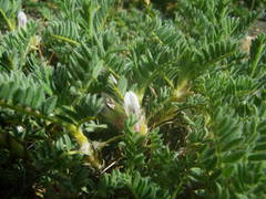 Astragalus sempervirens