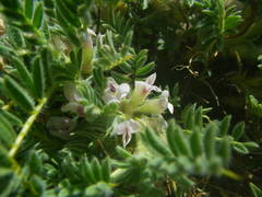 Astragalus sempervirens