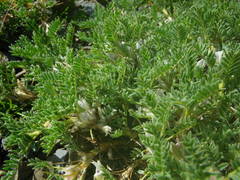 Astragalus sempervirens