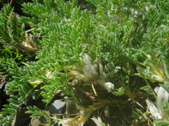 Astragalus sempervirens