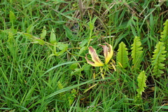 Gloriosa superba