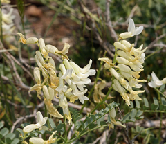 Astragalus curvicarpus curvicarpus