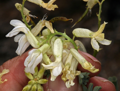Astragalus curvicarpus curvicarpus