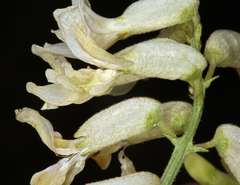 Astragalus curvicarpus curvicarpus
