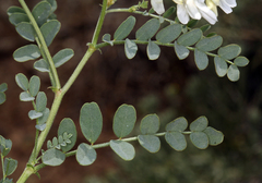 Astragalus curvicarpus curvicarpus