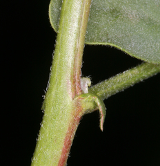 Astragalus curvicarpus curvicarpus