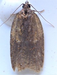Acleris fragariana