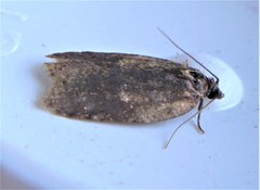 Acleris fragariana