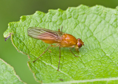 Psila fimetaria