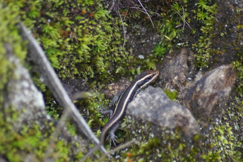 African Striped Skink