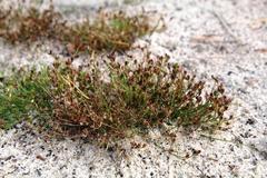 Juncus ranarius