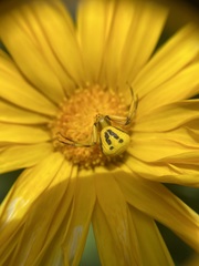 Misumenoides formosipes