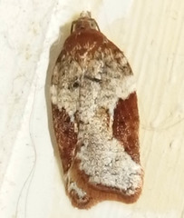 Acleris macdunnoughi