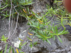 Veronica stenophylla stenophylla