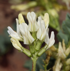 Astragalus curvicarpus curvicarpus