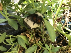 Hemileuca maia