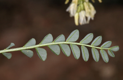 Astragalus curvicarpus curvicarpus