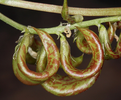 Astragalus curvicarpus curvicarpus