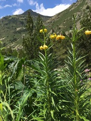 Lilium pyrenaicum