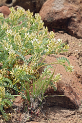 Astragalus curvicarpus curvicarpus