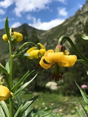 Lilium pyrenaicum