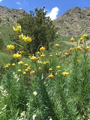 Lilium pyrenaicum