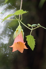 Canarina eminii