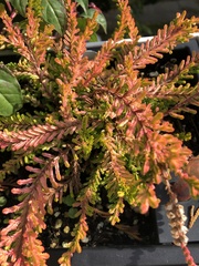 Calluna vulgaris