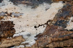 Hyphodontia arguta