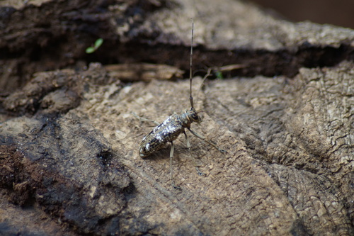 Monochamus stuhlmanni
