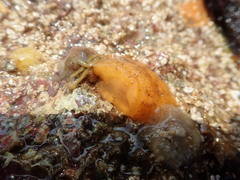 Nudipleura