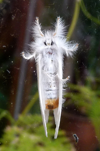 Swan Moth