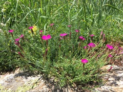 Dianthus deltoides deltoides