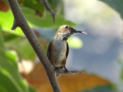 Selasphorus sasin