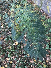 Albizia julibrissin julibrissin