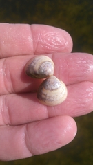 Laevicardium mortoni