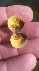 Laevicardium mortoni