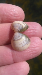 Laevicardium mortoni