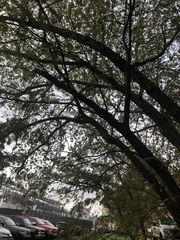 Albizia julibrissin julibrissin