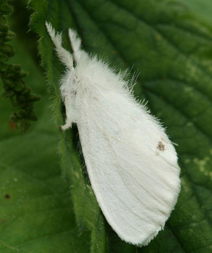 Swan Moth