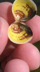 Laevicardium mortoni