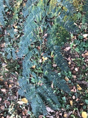 Albizia julibrissin julibrissin